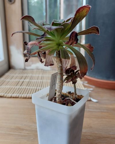 Aeonium holochrysum - Зображення 3