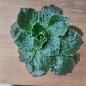 Aeonium smithii
