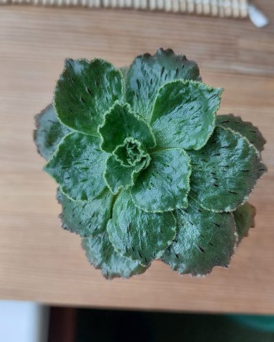 Aeonium smithii