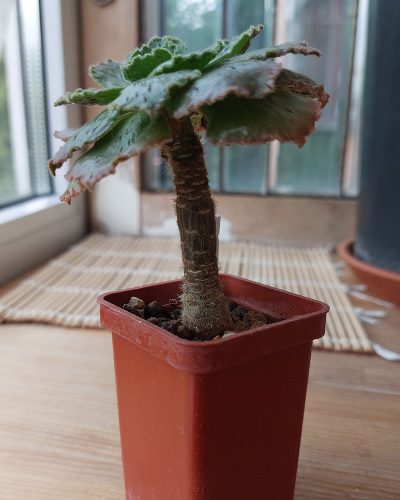 Aeonium smithii - Зображення 3