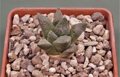 ariocarpus-fissuratus-v.-lloydii-mmr4.3-cerro-bola-coahuila