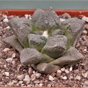 ariocarpus-fissuratus-v.intermedius-mmr5.2-el.-hundido.-coahuila