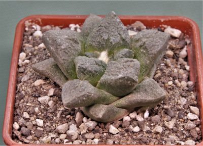 ariocarpus-fissuratus-v.intermedius-mmr5.2-el.-hundido.-coahuila