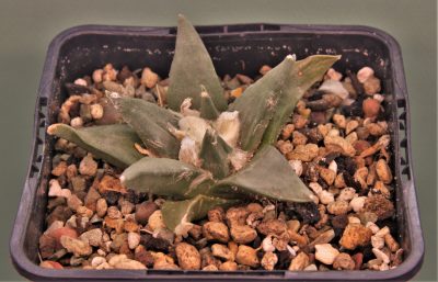 ariocarpus-retusus-3 - Зображення 2