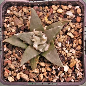 ariocarpus-retusus-3