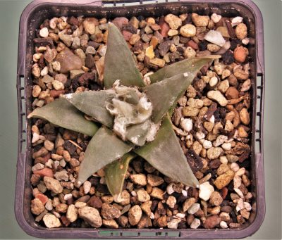 ariocarpus-retusus-3