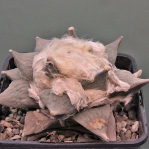 ariocarpus-retusus-ch625.-marmolejos-aramderi-n.l-1.