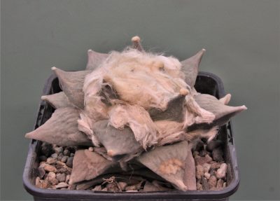 ariocarpus-retusus-ch625.-marmolejos-aramderi-n.l-1.