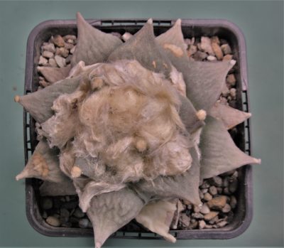 ariocarpus-retusus-ch625.-marmolejos-aramderi-n.l-1. - Зображення 2