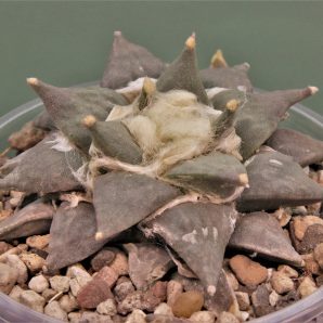 ariocarpus-retusus-ch625.-marmolejos-aramderi-n.l-2