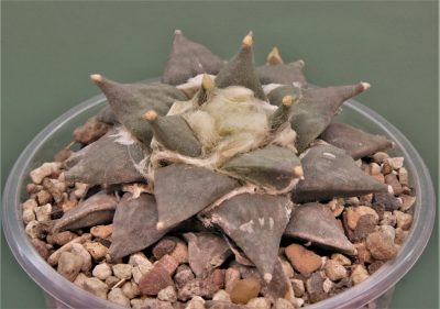 ariocarpus-retusus-ch625.-marmolejos-aramderi-n.l-2