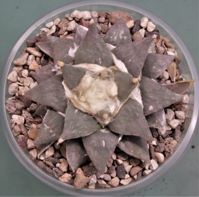 ariocarpus-retusus-ch625.-marmolejos-aramderi-n.l-2 - Зображення 2