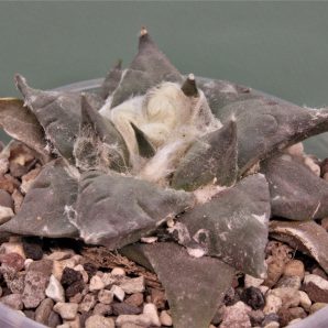 ariocarpus-retusus-ch625.-marmolejos-aramderi-n.l-3