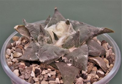 ariocarpus-retusus-ch625.-marmolejos-aramderi-n.l-3