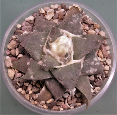 ariocarpus-retusus-ch625.-marmolejos-aramderi-n.l-3 - Зображення 2