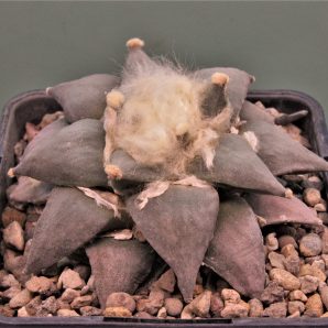 ariocarpus-retusus-cz113.-saltillo-coahuila.