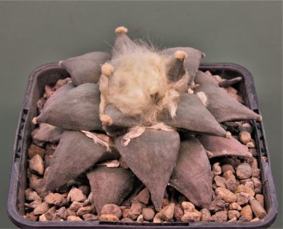 ariocarpus-retusus-cz113.-saltillo-coahuila.