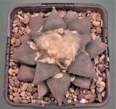 ariocarpus-retusus-cz113.-saltillo-coahuila. - Зображення 2