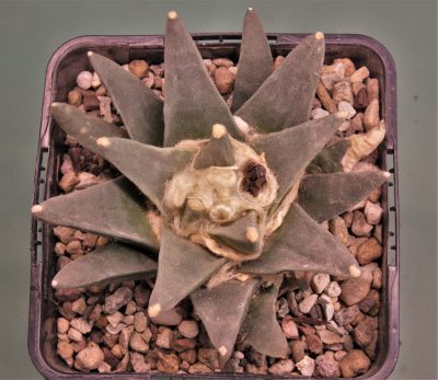 ariocarpus-retusus-f.-scapharostoides-santa-rita-s.l.p.-1 - Зображення 2