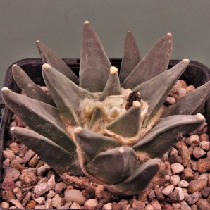 ariocarpus-retusus-f.-scapharostoides-santa-rita-s.l.p.-1