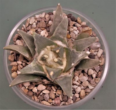 ariocarpus-retusus-f.-scapharostoides-santa-rita-s.l.p.-2 - Зображення 2