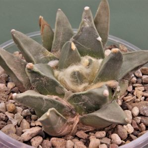 ariocarpus-retusus-f.-scapharostoides-santa-rita-s.l.p.-2