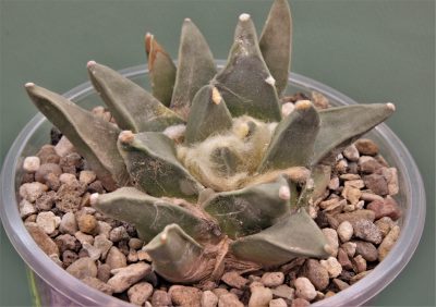 ariocarpus-retusus-f.-scapharostoides-santa-rita-s.l.p.-2
