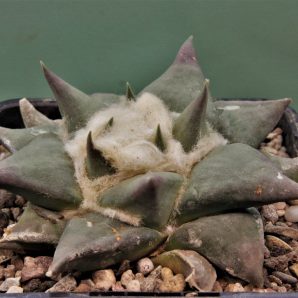 ariocarpus-retusus-pp807.-paloma-coahuila-1
