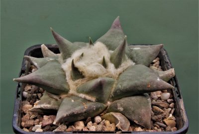 ariocarpus-retusus-pp807.-paloma-coahuila-1