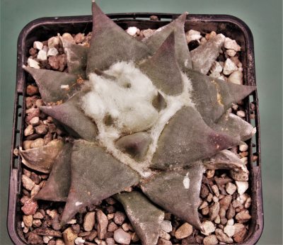 ariocarpus-retusus-pp807.-paloma-coahuila-1 - Зображення 2
