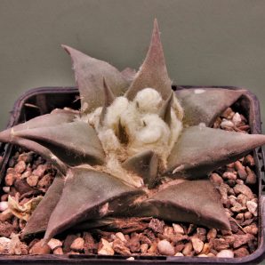 ariocarpus-retusus-pp807.-paloma-coahuila-2
