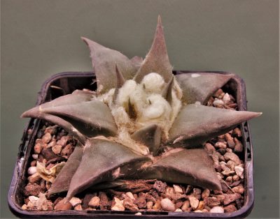 ariocarpus-retusus-pp807.-paloma-coahuila-2