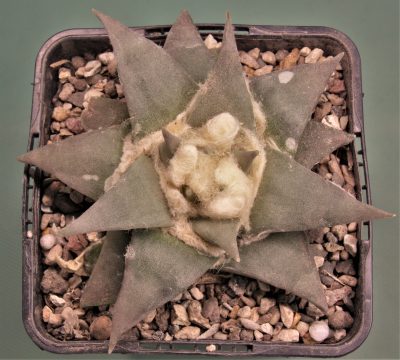 ariocarpus-retusus-pp807.-paloma-coahuila-2 - Зображення 2