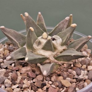 ariocarpus-retusus-san-dolores-n.l.