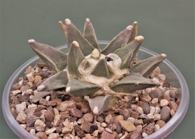 ariocarpus-retusus-san-dolores-n.l.