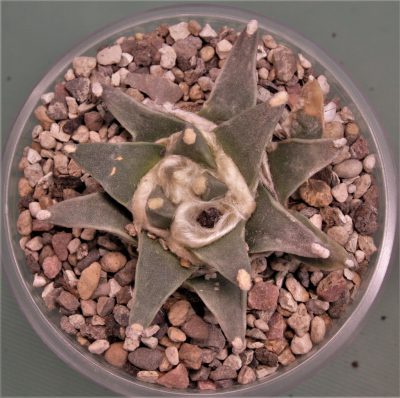 ariocarpus-retusus-san-dolores-n.l. - Зображення 2