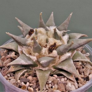 ariocarpus-trigonus-ch506-marin-n.l.-2