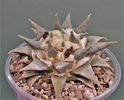 ariocarpus-trigonus-ch506-marin-n.l.-2