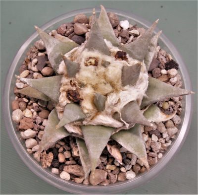 ariocarpus-trigonus-ch506-marin-n.l.-2 - Зображення 2