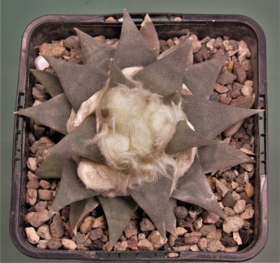 ariocarpus-trigonus-ch506-marin-n.l.-2 - Зображення 2