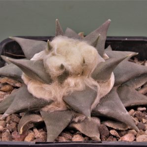 ariocarpus-trigonus-ch506-marin-n.l.-2