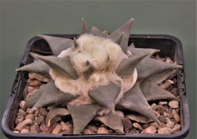 ariocarpus-trigonus-ch506-marin-n.l.-2