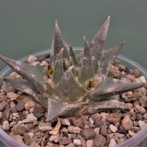ariocarpus-trigonus-gonzalec-tamaulipas