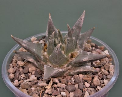 ariocarpus-trigonus-gonzalec-tamaulipas