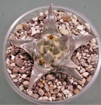 ariocarpus-trigonus-gonzalec-tamaulipas - Зображення 2