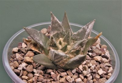 ariocarpus-trigonus-jaumave-tamaulipas