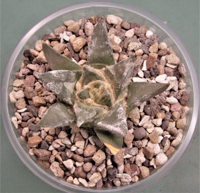 ariocarpus-trigonus-jaumave-tamaulipas - Зображення 2