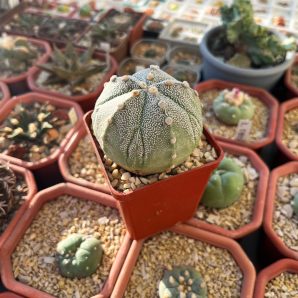 Astrophytum asterias cv. Fukuryu Ball f. 5 ribs