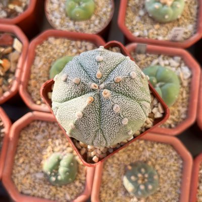 Astrophytum asterias cv. Fukuryu Ball f. 5 ribs - Зображення 2
