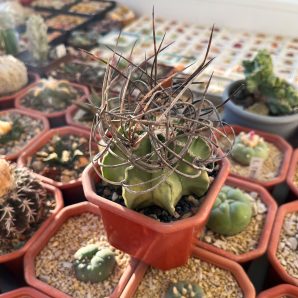 Astrophytum crassispinum f. variegata